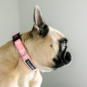 Polka Dot Dog Collar