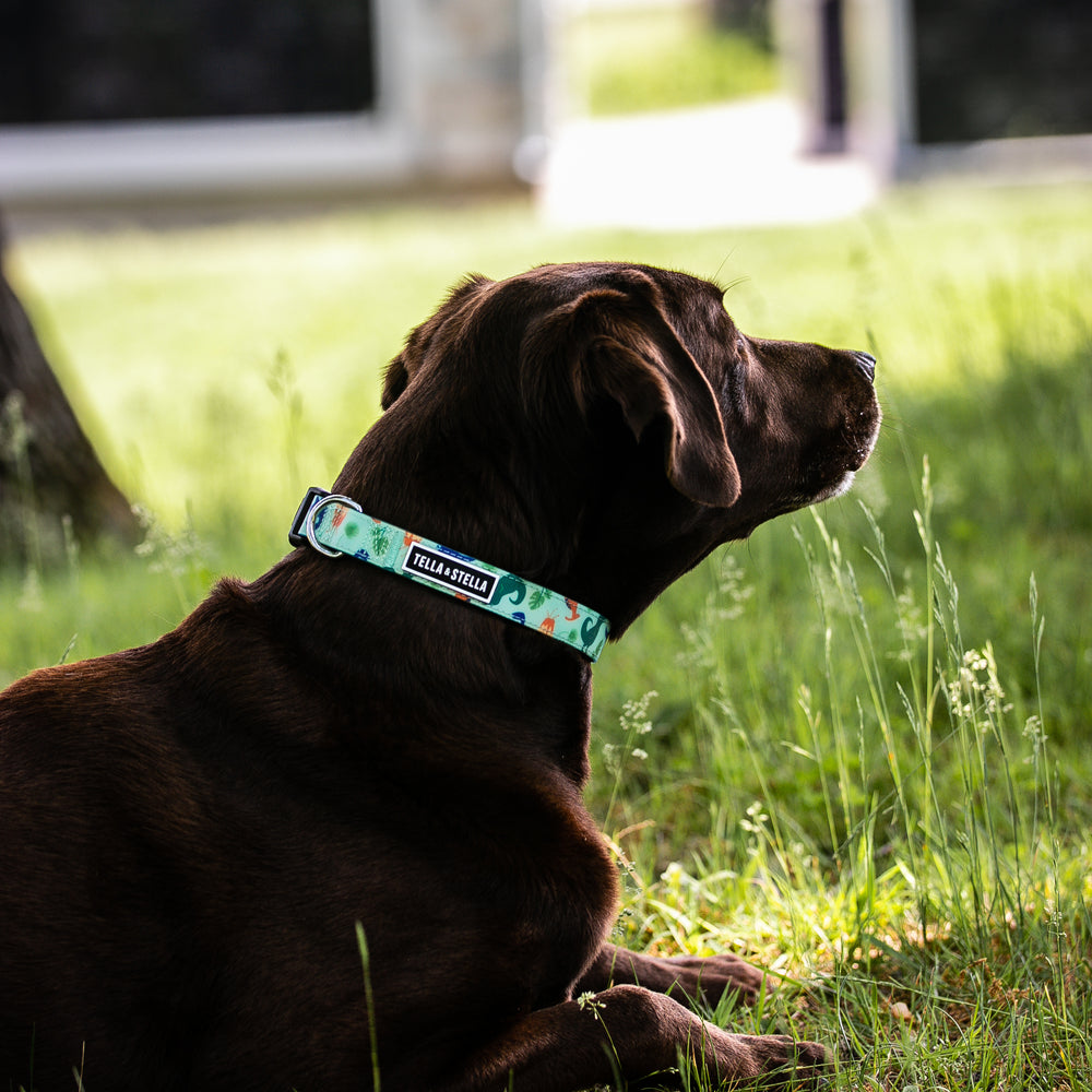 
                
                  Load image into Gallery viewer, T-Rex Dog Collar
                
              
