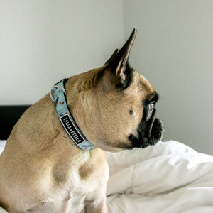 Tofino Dog Collar