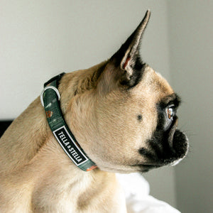 TouchDown dog collar