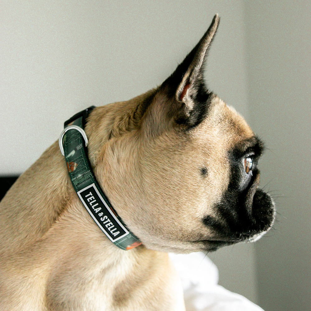 
                
                  Load image into Gallery viewer, TouchDown Combo Collar and Leash
                
              