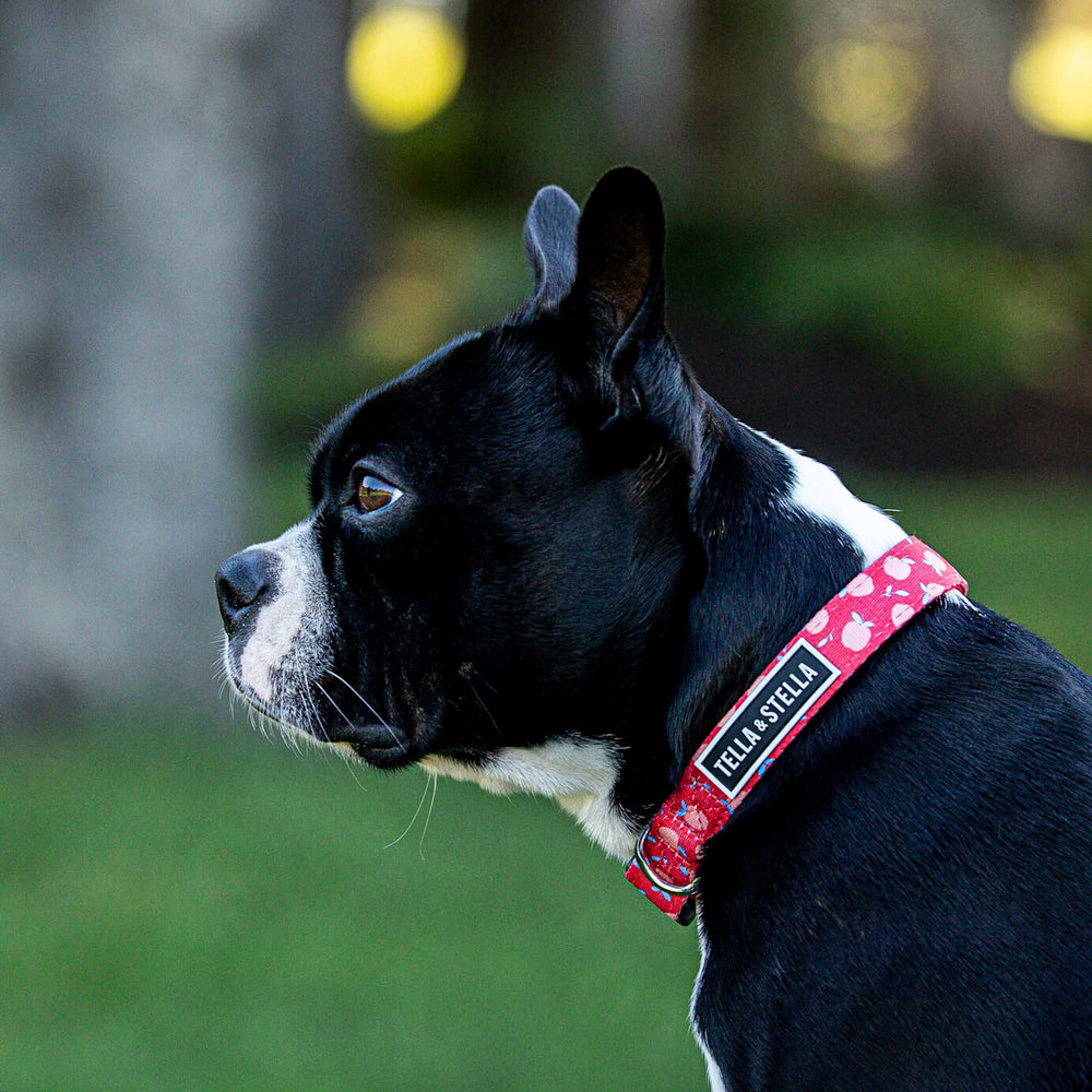 
                
                  Load image into Gallery viewer, Mondou - Chewy Dog Collar
                
              