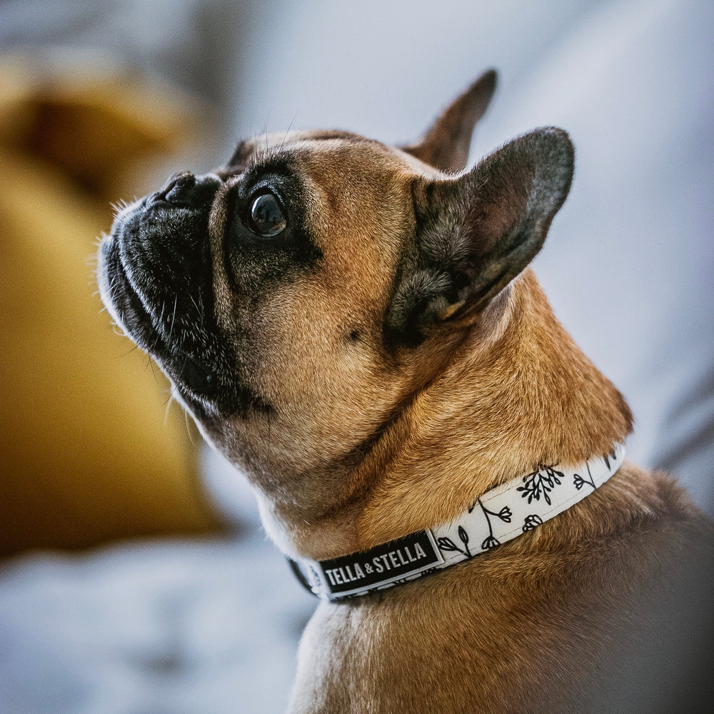 
                
                  Load image into Gallery viewer, Black Baccara Dog Collar
                
              