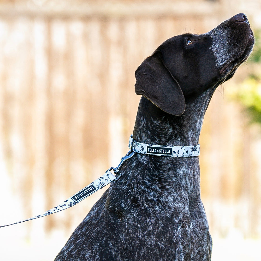 
                
                  Load image into Gallery viewer, Black Baccara Dog Leash
                
              