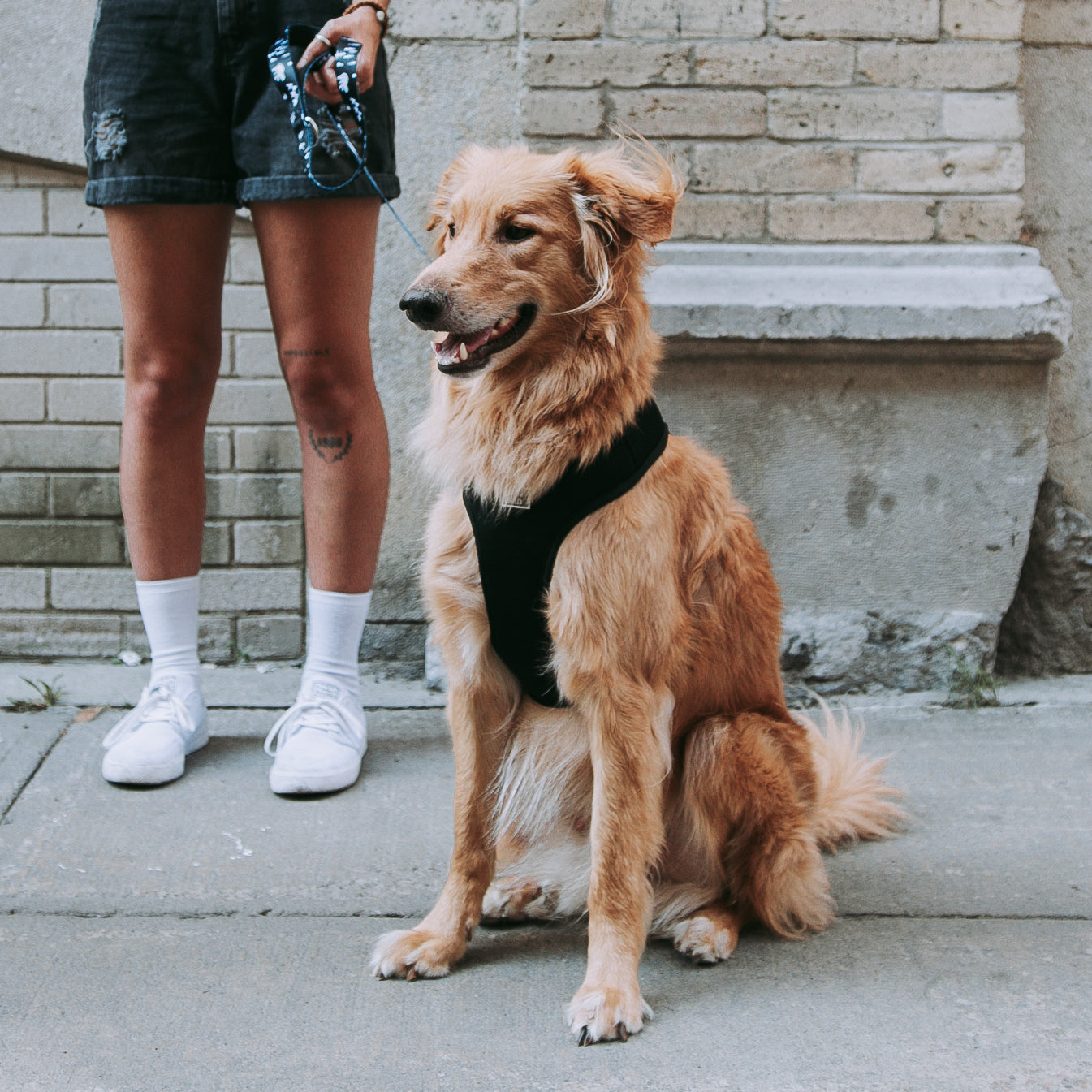 Harnais ajustable pour chien Nectar – Tella & Stella ™