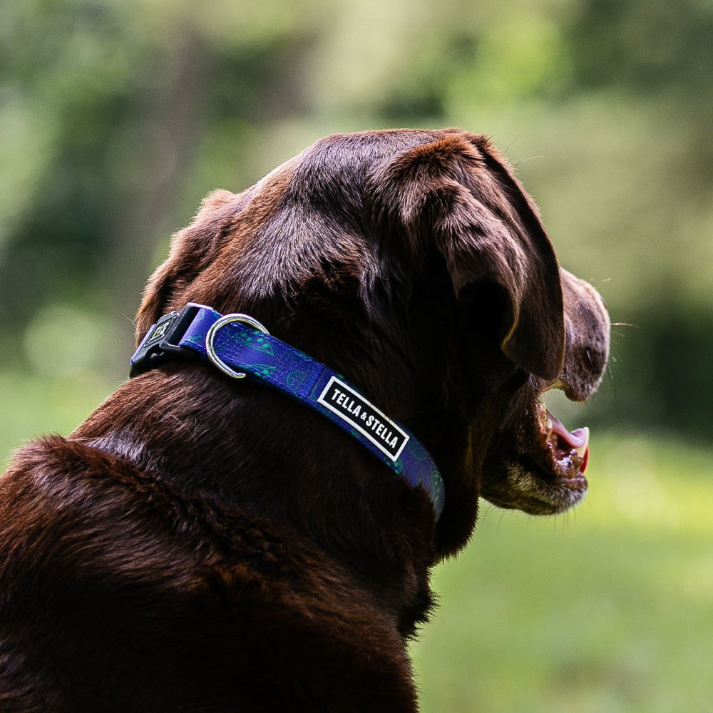 
                
                  Load image into Gallery viewer, At Gagnon Dog Collar
                
              