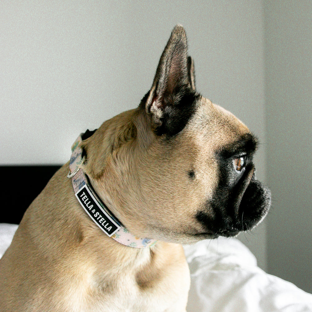 
                
                  Load image into Gallery viewer, Hera Dog Collar
                
              