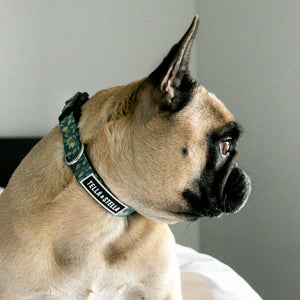 Duo collier et laisse pour chien Nectar