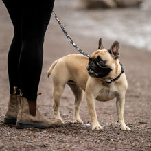 
                      
                        Load image into Gallery viewer, Nunavut  Dog Leash
                      
                    