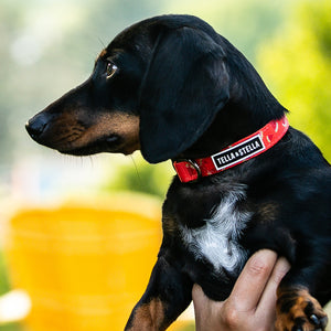 Collier pour chien Pastèque Fraiche