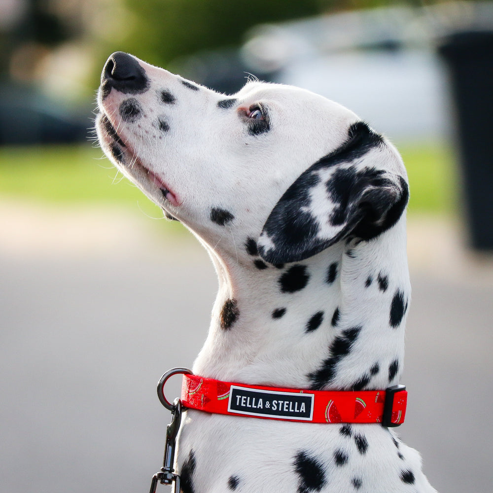 
                
                  Load image into Gallery viewer, Fresh Watermelon Combo Collar and Leash
                
              