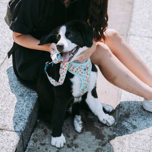 Harnais pour chien Pêche