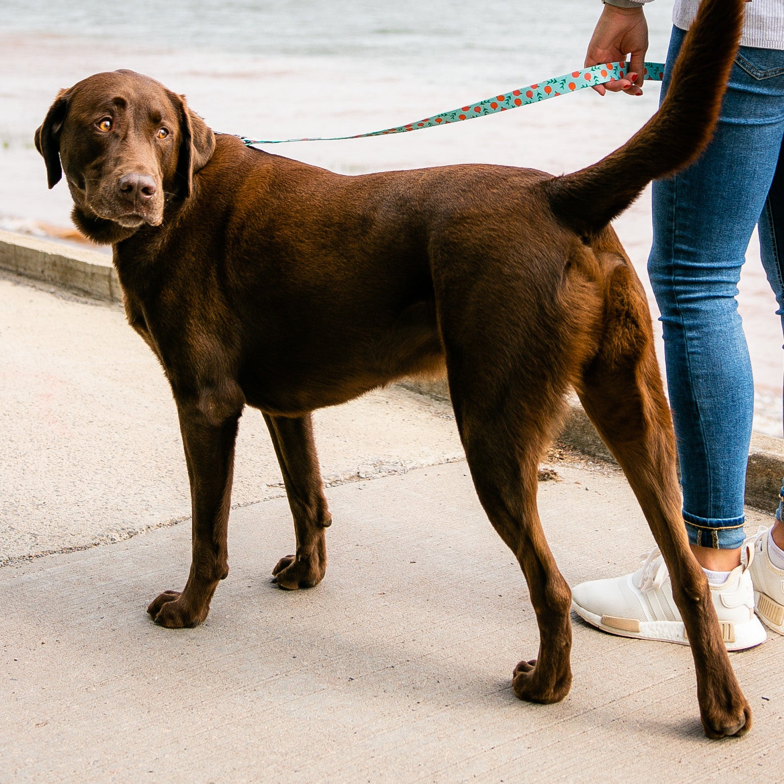 Peach Dog Leash