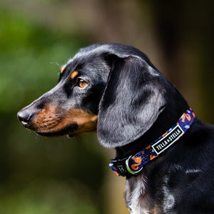 Duo collier et laisse pour chien Rongeur Randonneur